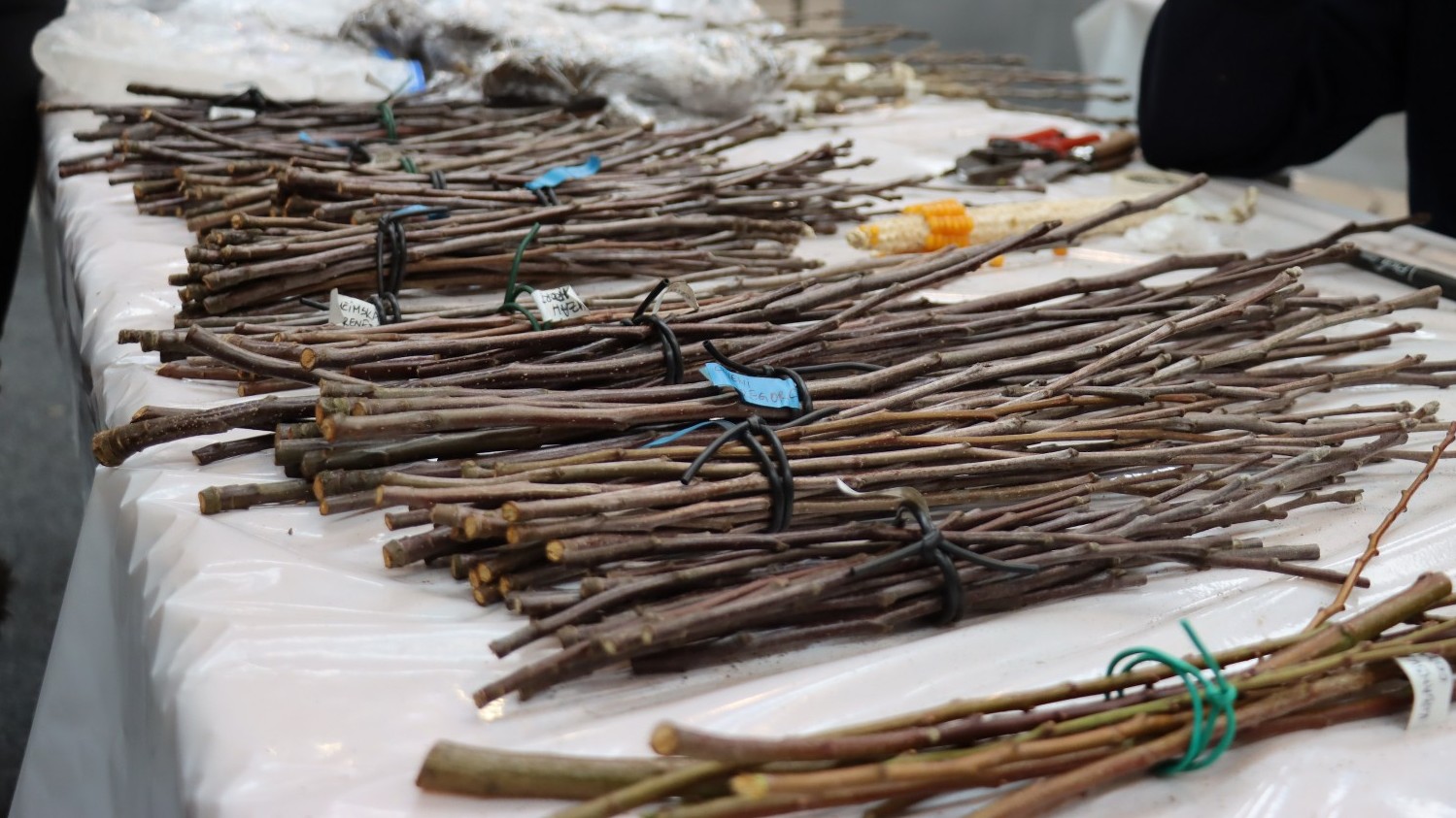 Očuvanje tradicije kao temelj identiteta